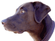 Brown Dog Offroad Logo